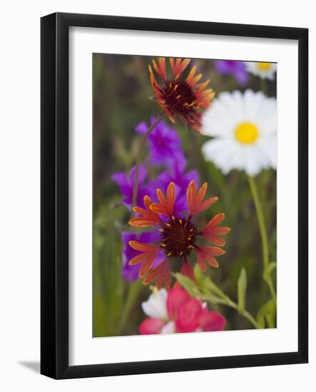 Prairie Gaillardia and Various Wildflowers, Texas, Usa-Julie Eggers-Framed Photographic Print