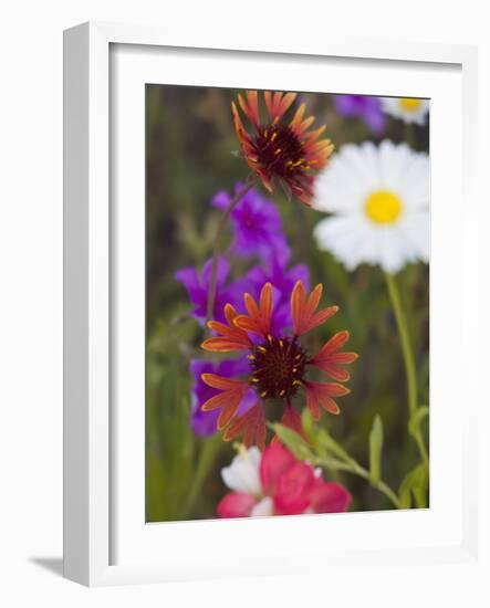 Prairie Gaillardia and Various Wildflowers, Texas, Usa-Julie Eggers-Framed Photographic Print