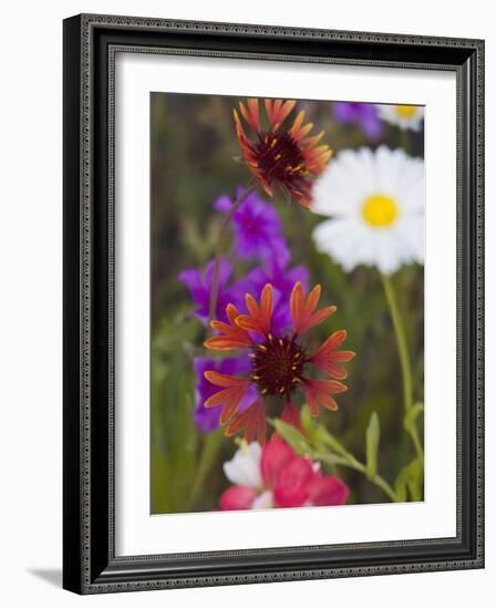 Prairie Gaillardia and Various Wildflowers, Texas, Usa-Julie Eggers-Framed Photographic Print