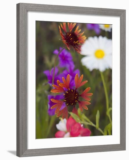 Prairie Gaillardia and Various Wildflowers, Texas, Usa-Julie Eggers-Framed Photographic Print