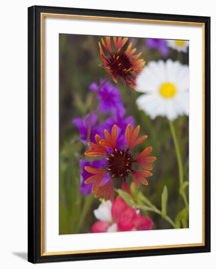 Prairie Gaillardia and Various Wildflowers, Texas, Usa-Julie Eggers-Framed Photographic Print