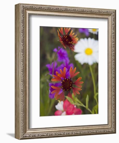 Prairie Gaillardia and Various Wildflowers, Texas, Usa-Julie Eggers-Framed Photographic Print