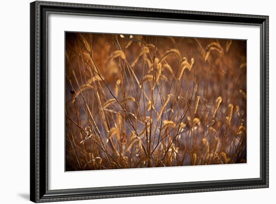 Prairie Grass Blades-Steve Gadomski-Framed Photographic Print