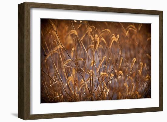 Prairie Grass Blades-Steve Gadomski-Framed Photographic Print