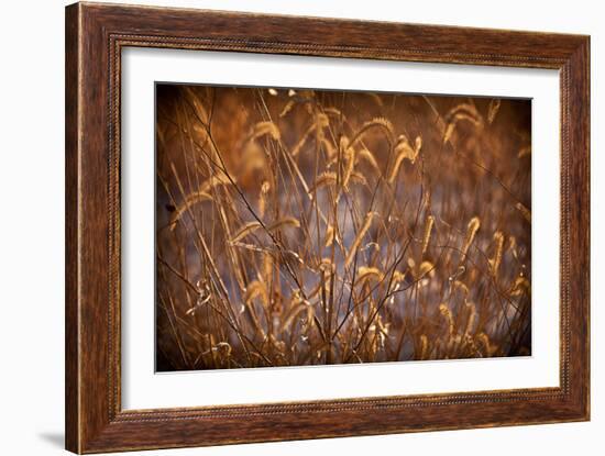 Prairie Grass Blades-Steve Gadomski-Framed Photographic Print