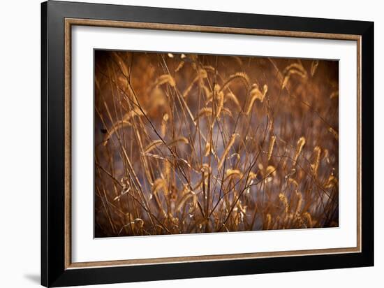 Prairie Grass Blades-Steve Gadomski-Framed Photographic Print