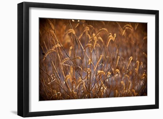 Prairie Grass Blades-Steve Gadomski-Framed Photographic Print