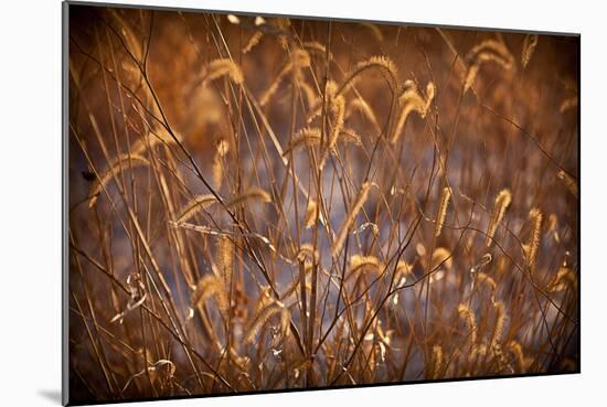 Prairie Grass Blades-Steve Gadomski-Mounted Photographic Print