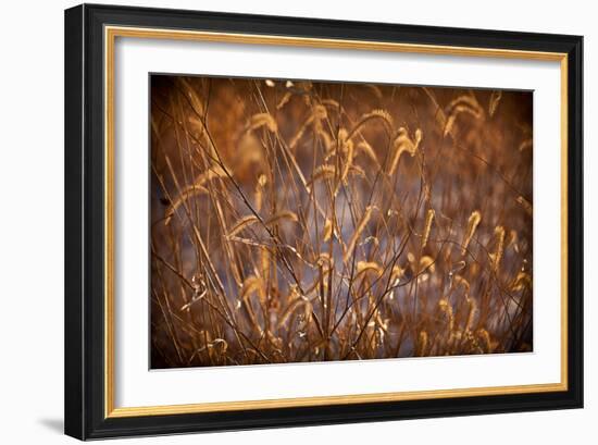 Prairie Grass Blades-Steve Gadomski-Framed Photographic Print