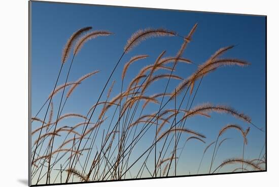 Prairie Grass Landscape-Steve Gadomski-Mounted Photographic Print