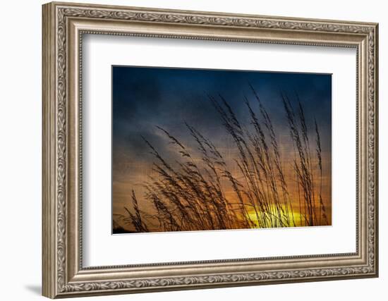 Prairie Grass Sunset Patterns-Steve Gadomski-Framed Photographic Print