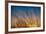 Prairie Grass Sunset-Steve Gadomski-Framed Photographic Print
