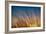 Prairie Grass Sunset-Steve Gadomski-Framed Photographic Print