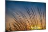 Prairie Grass Sunset-Steve Gadomski-Mounted Photographic Print