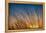 Prairie Grass Sunset-Steve Gadomski-Framed Premier Image Canvas