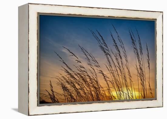 Prairie Grass Sunset-Steve Gadomski-Framed Premier Image Canvas