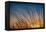 Prairie Grass Sunset-Steve Gadomski-Framed Premier Image Canvas