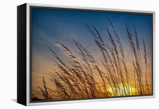 Prairie Grass Sunset-Steve Gadomski-Framed Premier Image Canvas