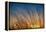 Prairie Grass Sunset-Steve Gadomski-Framed Premier Image Canvas