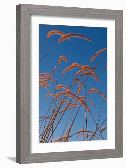 Prairie Grasses-Steve Gadomski-Framed Photographic Print