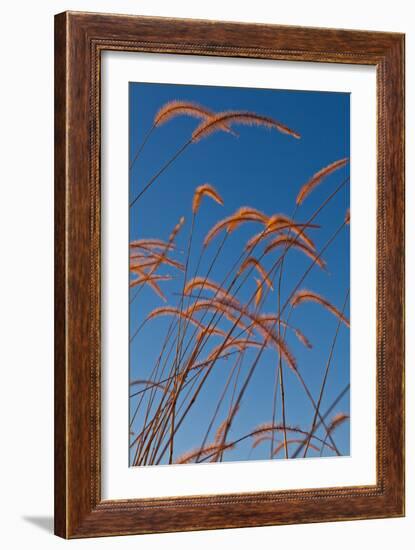 Prairie Grasses-Steve Gadomski-Framed Photographic Print