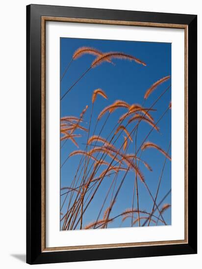 Prairie Grasses-Steve Gadomski-Framed Photographic Print