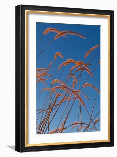 Prairie Grasses-Steve Gadomski-Framed Photographic Print