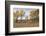 Prairie Grassland, Beatrice, Nebraska, USA-Walter Bibikow-Framed Photographic Print