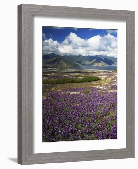 Prairie Lupine above Spirit Lake, Mt. St. Helens National Volcanic Monument-Charles Gurche-Framed Photographic Print