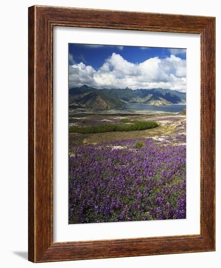 Prairie Lupine above Spirit Lake, Mt. St. Helens National Volcanic Monument-Charles Gurche-Framed Photographic Print