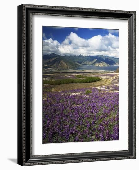 Prairie Lupine above Spirit Lake, Mt. St. Helens National Volcanic Monument-Charles Gurche-Framed Photographic Print