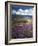 Prairie Lupine above Spirit Lake, Mt. St. Helens National Volcanic Monument-Charles Gurche-Framed Photographic Print