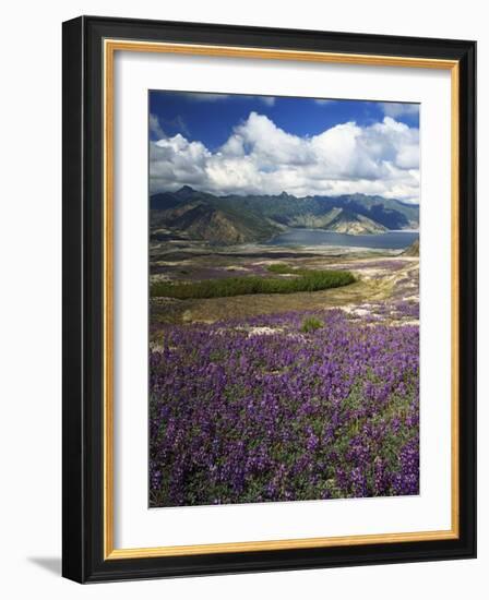 Prairie Lupine above Spirit Lake, Mt. St. Helens National Volcanic Monument-Charles Gurche-Framed Photographic Print