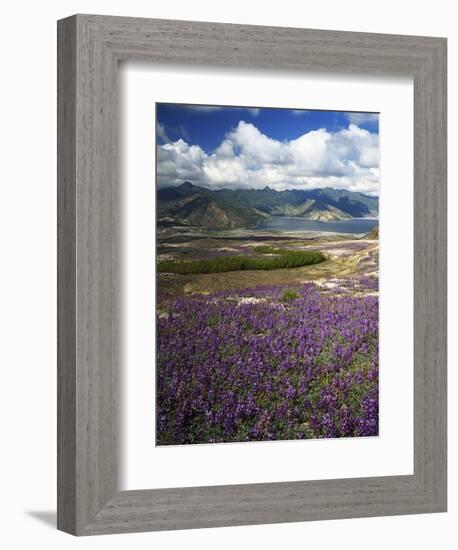 Prairie Lupine above Spirit Lake, Mt. St. Helens National Volcanic Monument-Charles Gurche-Framed Photographic Print