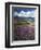 Prairie Lupine above Spirit Lake, Mt. St. Helens National Volcanic Monument-Charles Gurche-Framed Photographic Print