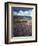 Prairie Lupine above Spirit Lake, Mt. St. Helens National Volcanic Monument-Charles Gurche-Framed Photographic Print