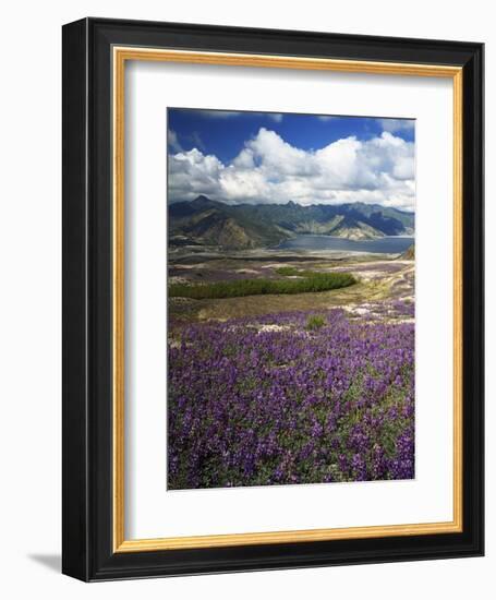 Prairie Lupine above Spirit Lake, Mt. St. Helens National Volcanic Monument-Charles Gurche-Framed Photographic Print