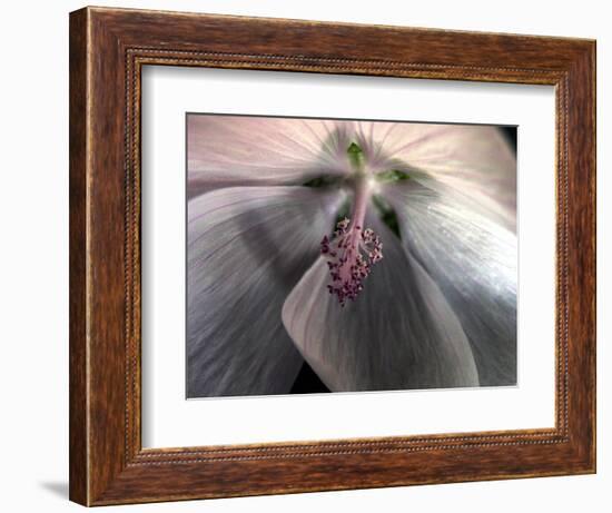 Prairie mallow (Sidalcea)-Angela Marsh-Framed Photographic Print