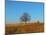 Prairie Oak-R_T_S-Mounted Photographic Print