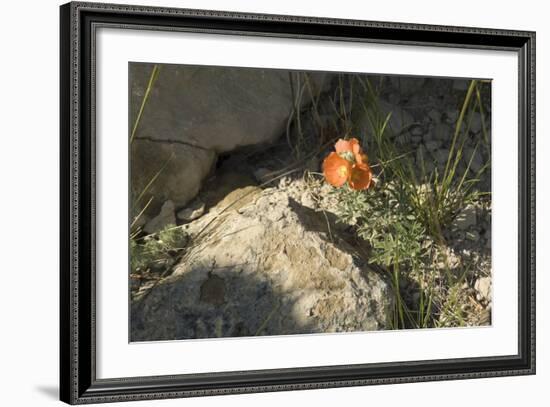 Prairie Poppy Blooming Along the Oregon Trail, Wyoming-null-Framed Photographic Print