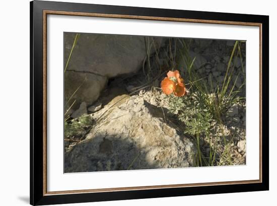 Prairie Poppy Blooming Along the Oregon Trail, Wyoming-null-Framed Photographic Print