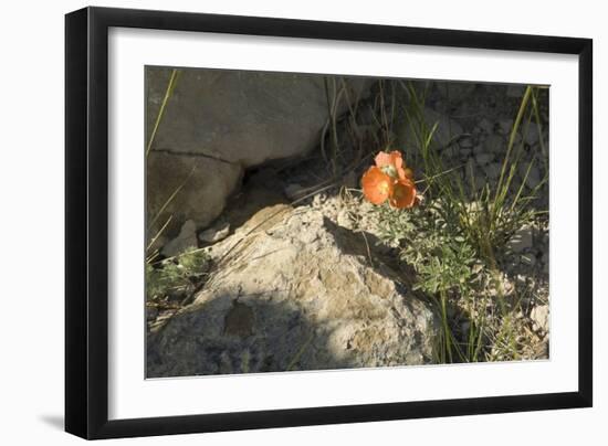 Prairie Poppy Blooming Along the Oregon Trail, Wyoming-null-Framed Photographic Print