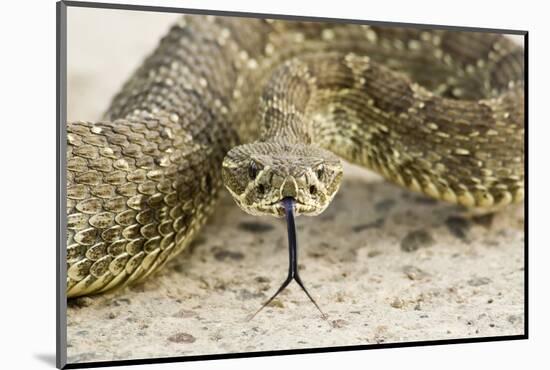 Prairie Rattlesnake Poised to Strike in Western Montana, Flathead Indian Reservation-Steven Gnam-Mounted Photographic Print