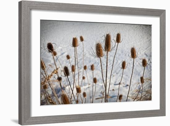 Prairie Seedheads-Steve Gadomski-Framed Photographic Print