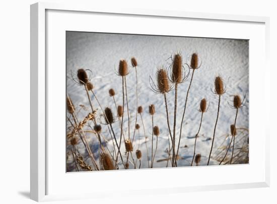 Prairie Seedheads-Steve Gadomski-Framed Photographic Print