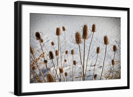 Prairie Seedheads-Steve Gadomski-Framed Photographic Print