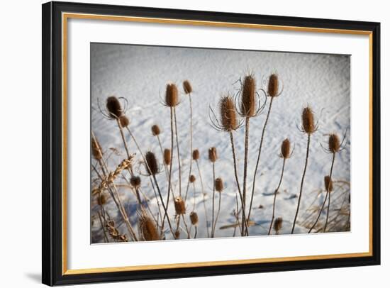 Prairie Seedheads-Steve Gadomski-Framed Photographic Print