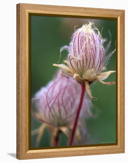 Prairie Smoke Wildflower-Chuck Haney-Framed Premier Image Canvas