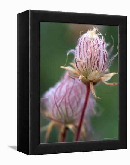 Prairie Smoke Wildflower-Chuck Haney-Framed Premier Image Canvas