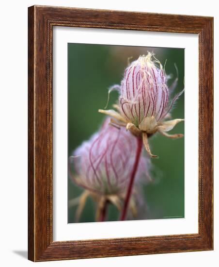 Prairie Smoke Wildflower-Chuck Haney-Framed Photographic Print